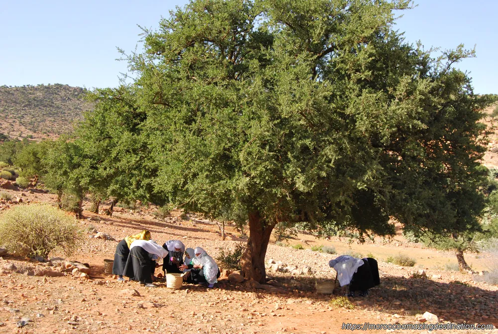 The Moroccan Argan Tree: What Makes This Tree Produce Liquid Gold