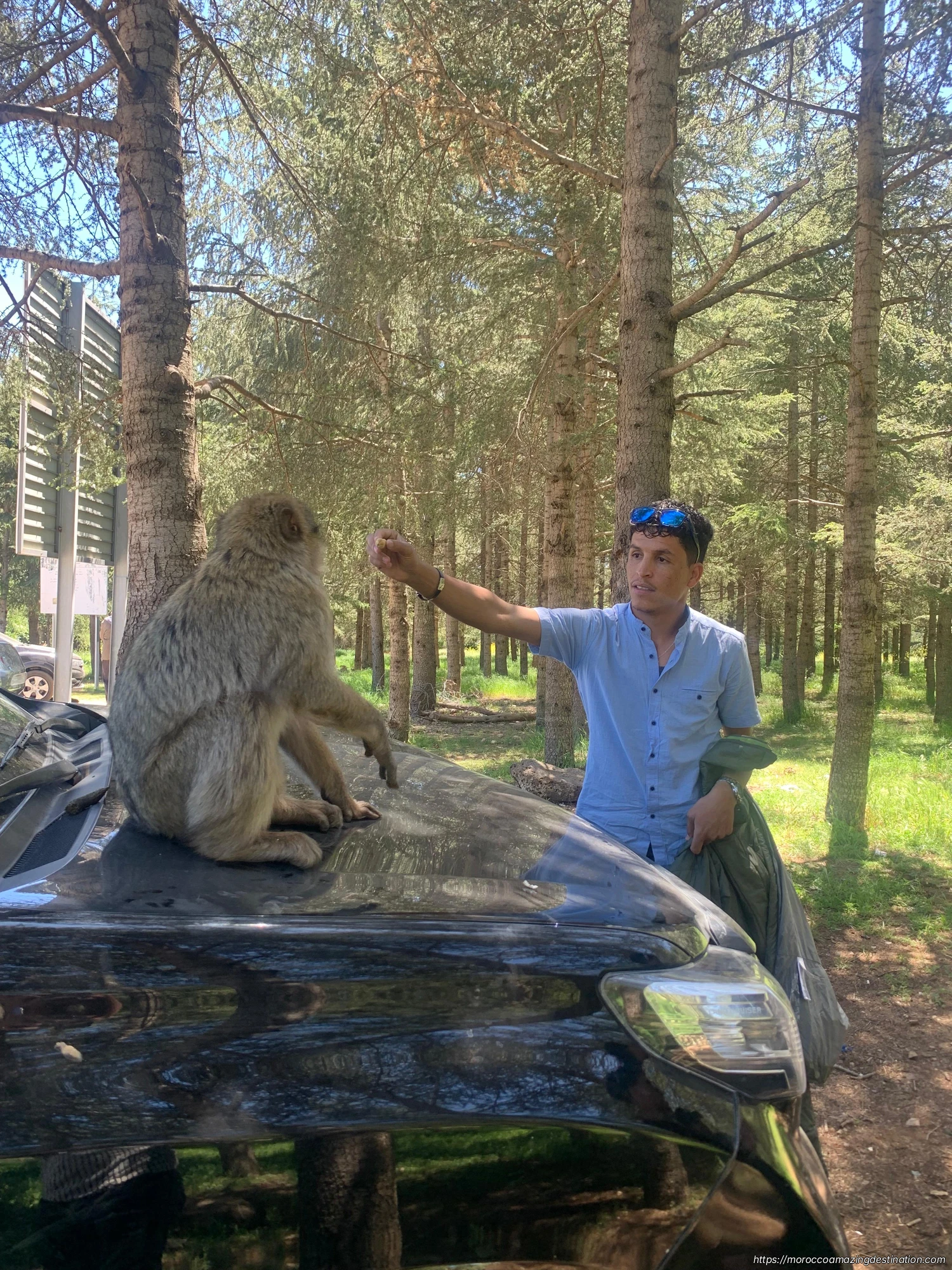 Azrou cedar forest feeding monkey