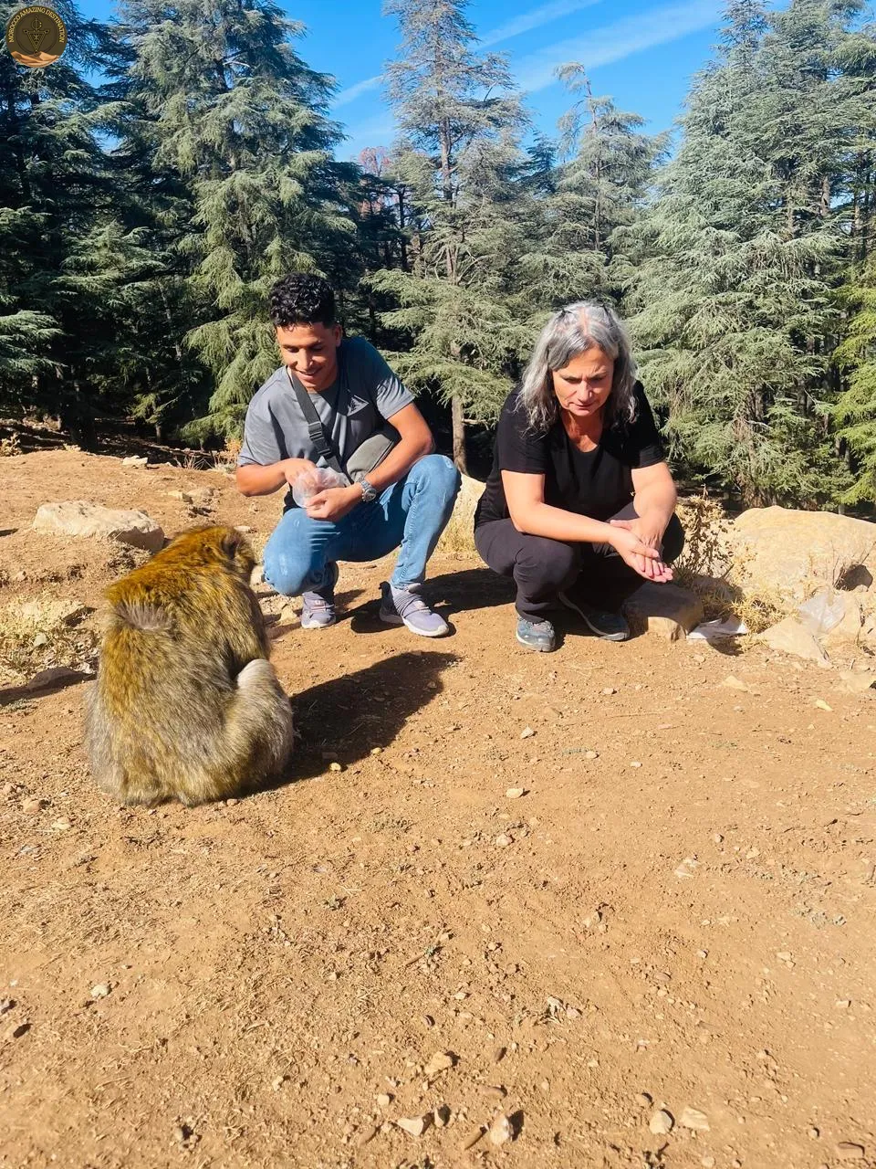 Morocco Tour - Azrou cedar forest feeding monkey in Morocco