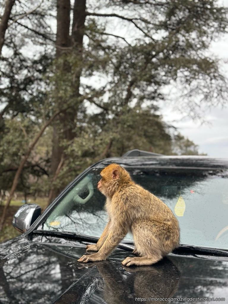 Merzouga Desert Camels