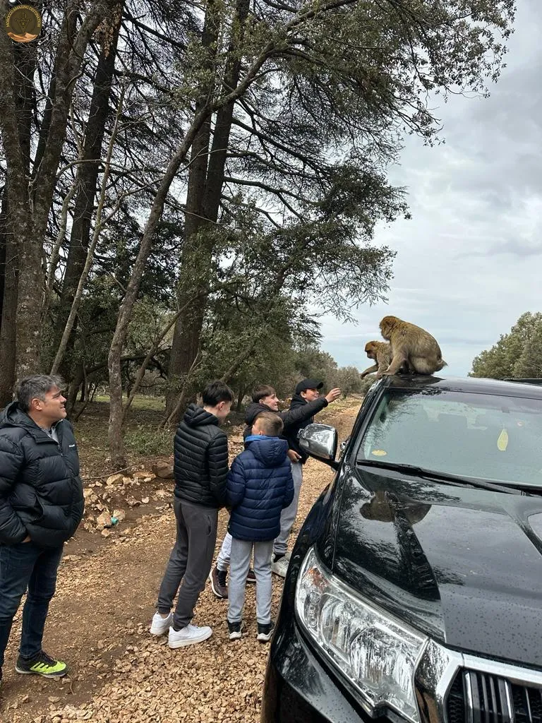Bosque de cedros con monos de Berbería