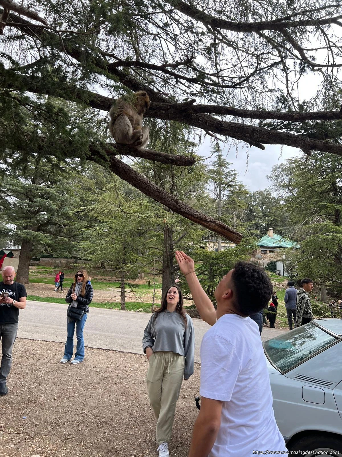 Azrou Cedar Forest Playing with Friendly Monkey