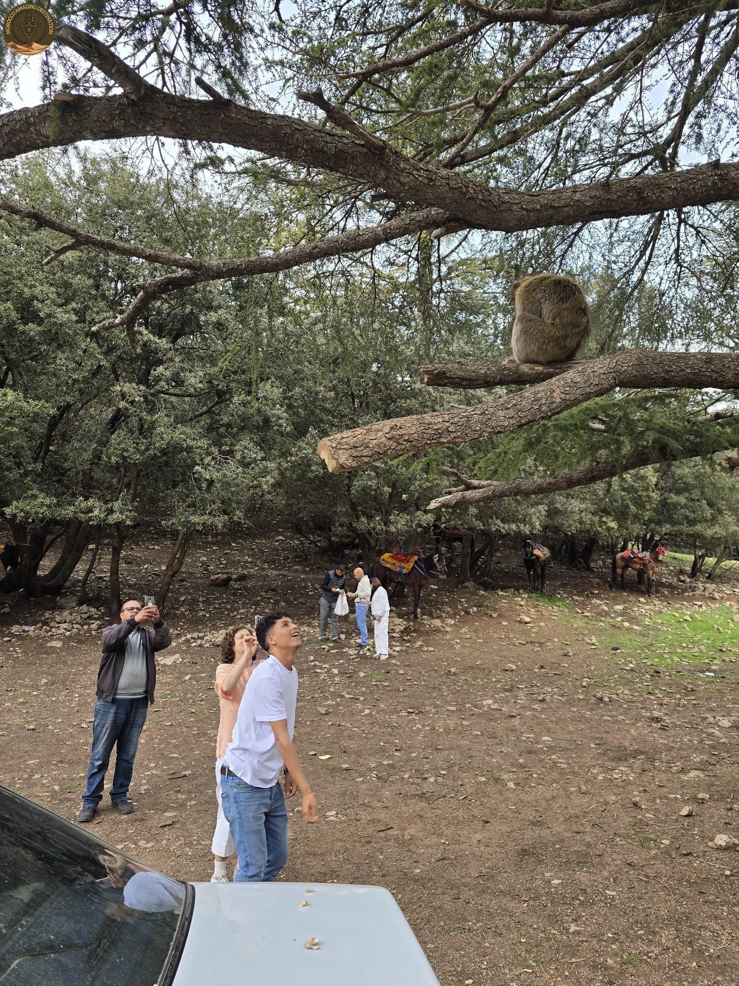 Bosque de Cedros de Azrou