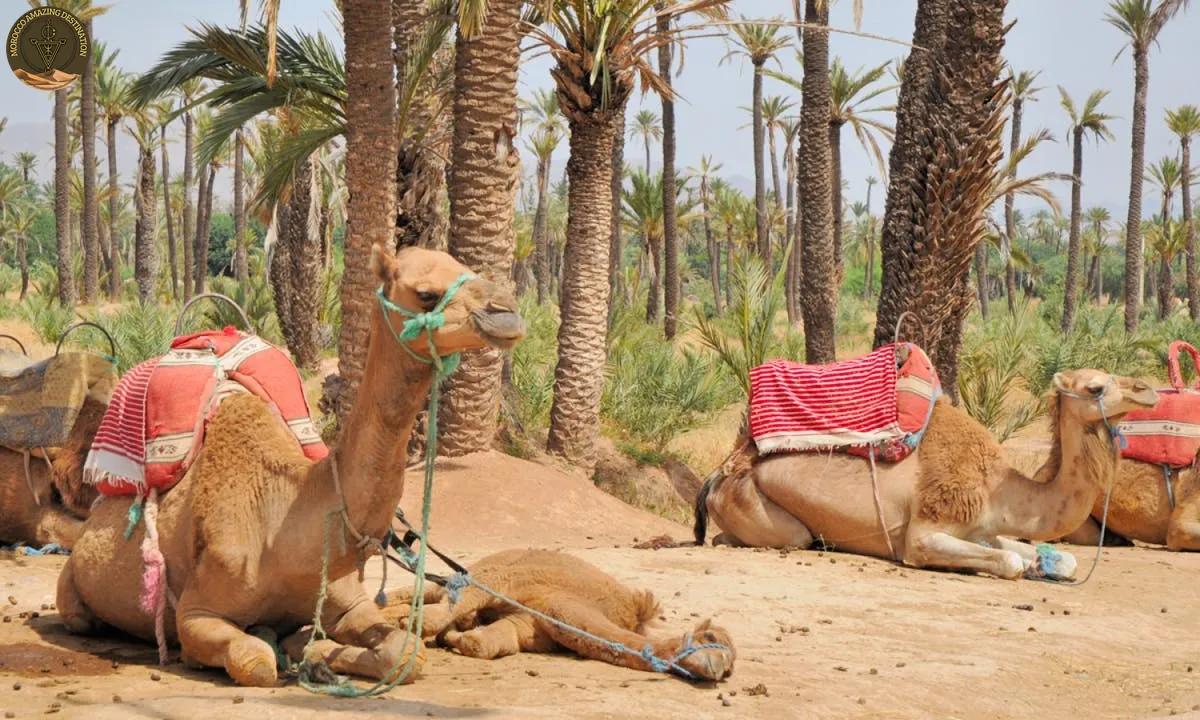 Giro in Cammello al Tramonto a Marrakech: Guida Completa all'Ora Dorata