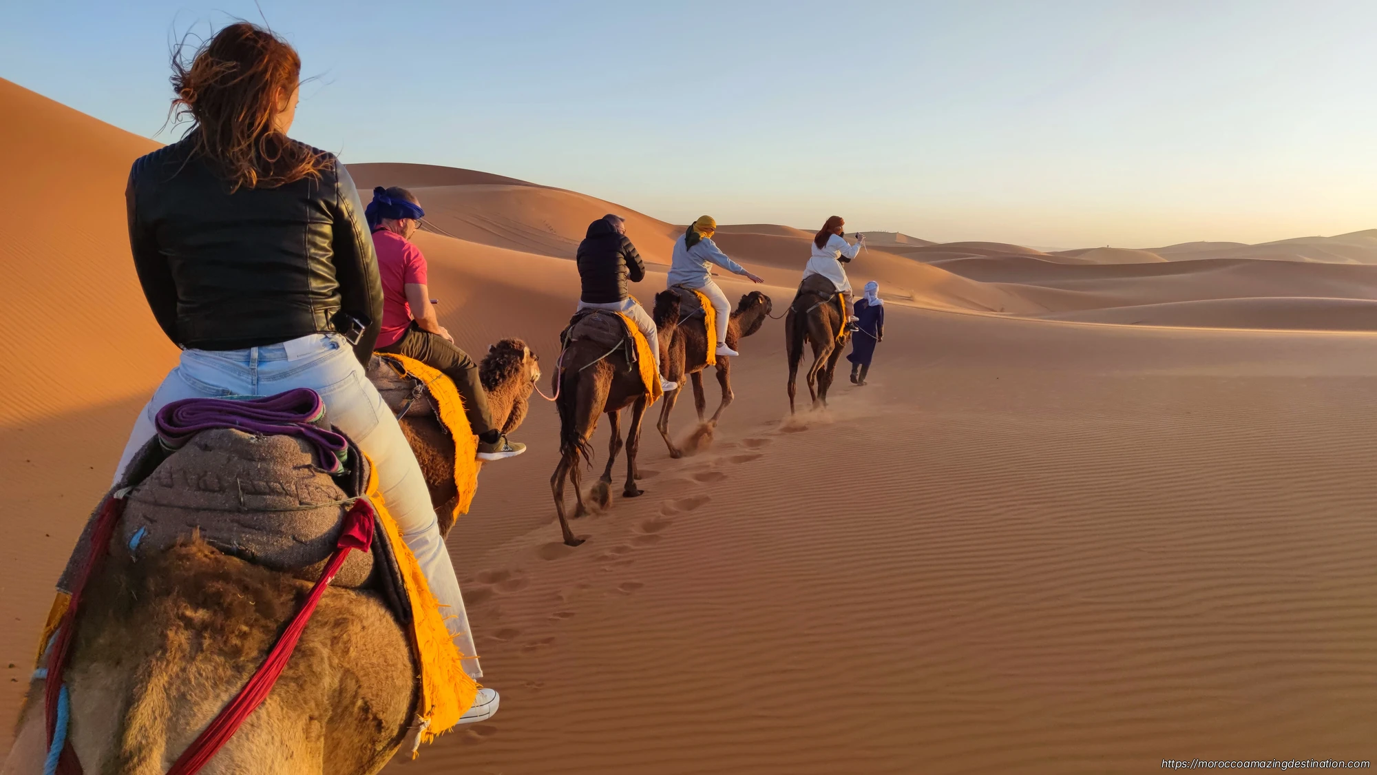 Camels in Merzouga Desert
