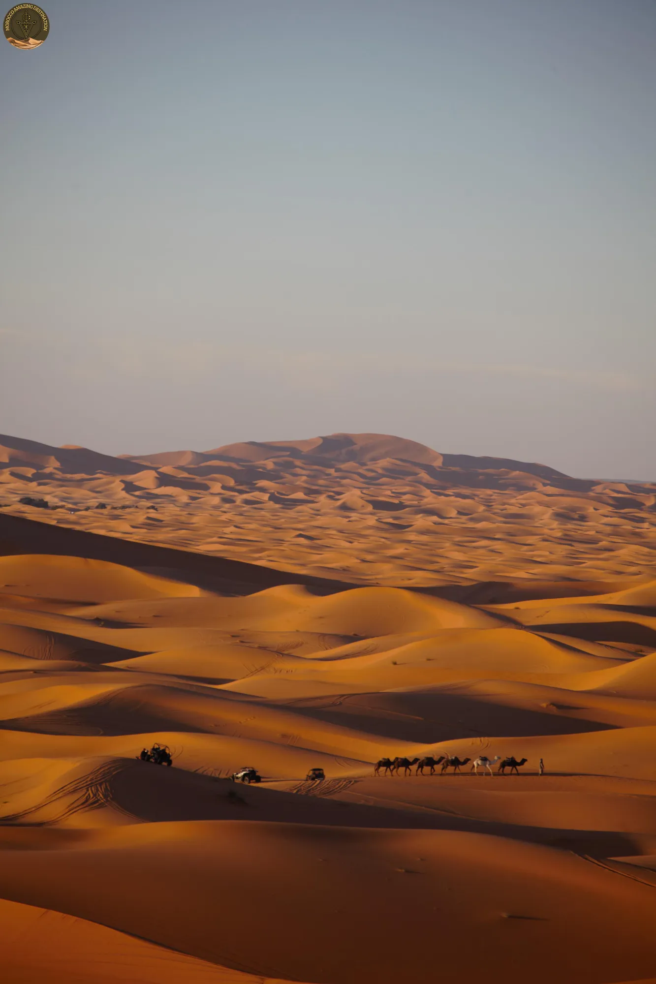 Marrakech To Fes - Camels in the Desert in Morocco