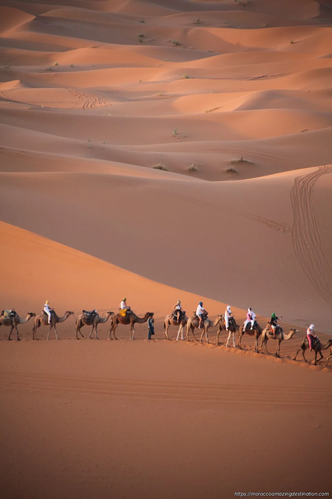 Camels in Merzouga Desert