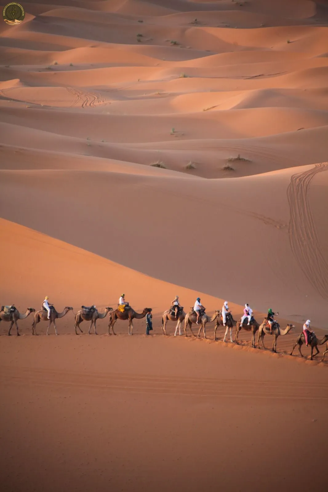 Camellos en el Desierto de Merzouga