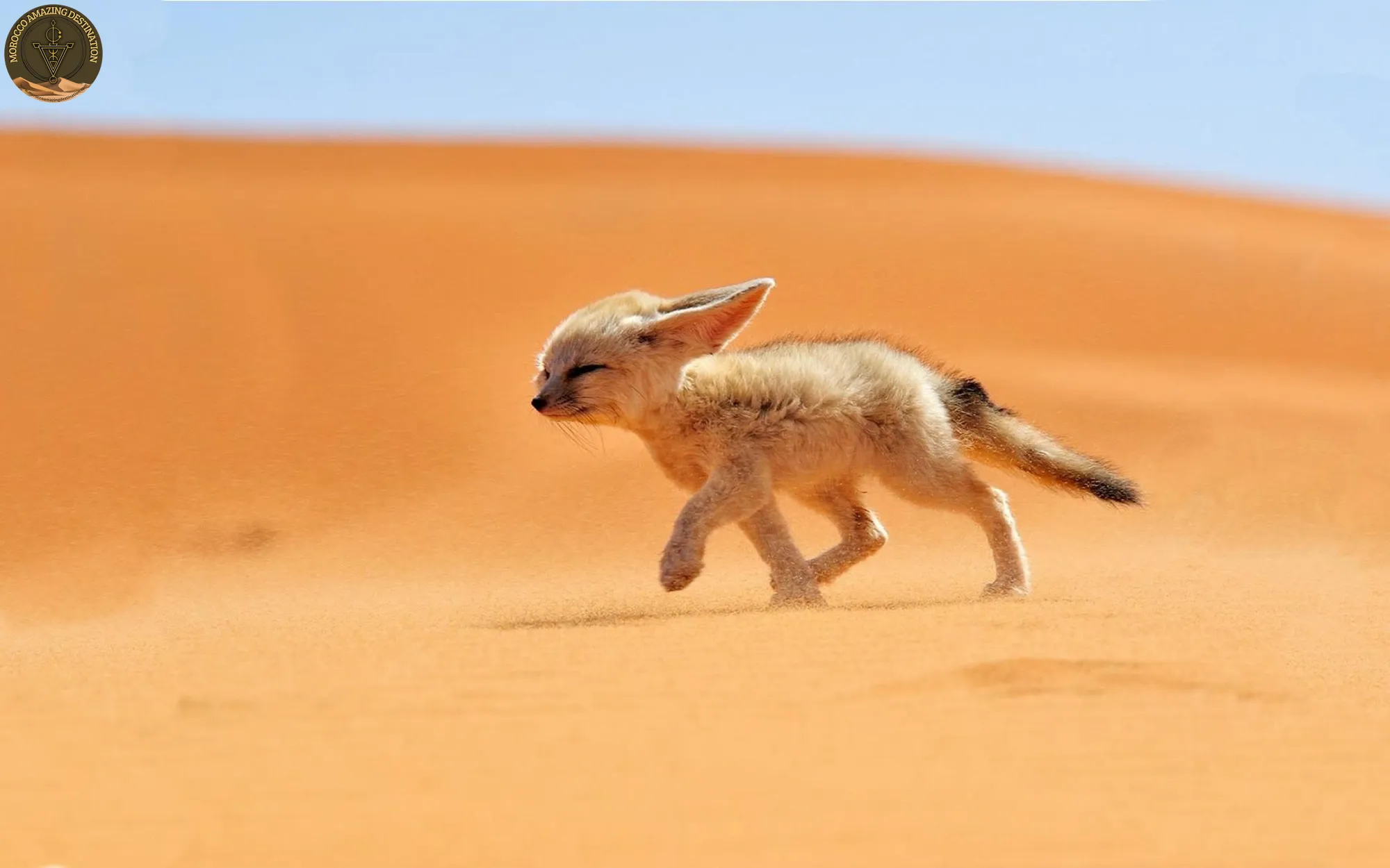 Desert Wild Animals in Morocco: Sahara Species Guide
