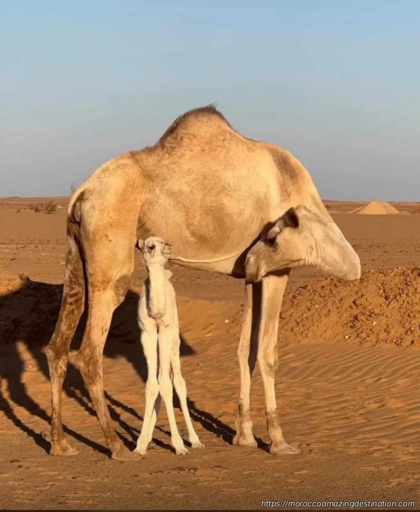 Merzouga Desert Camel