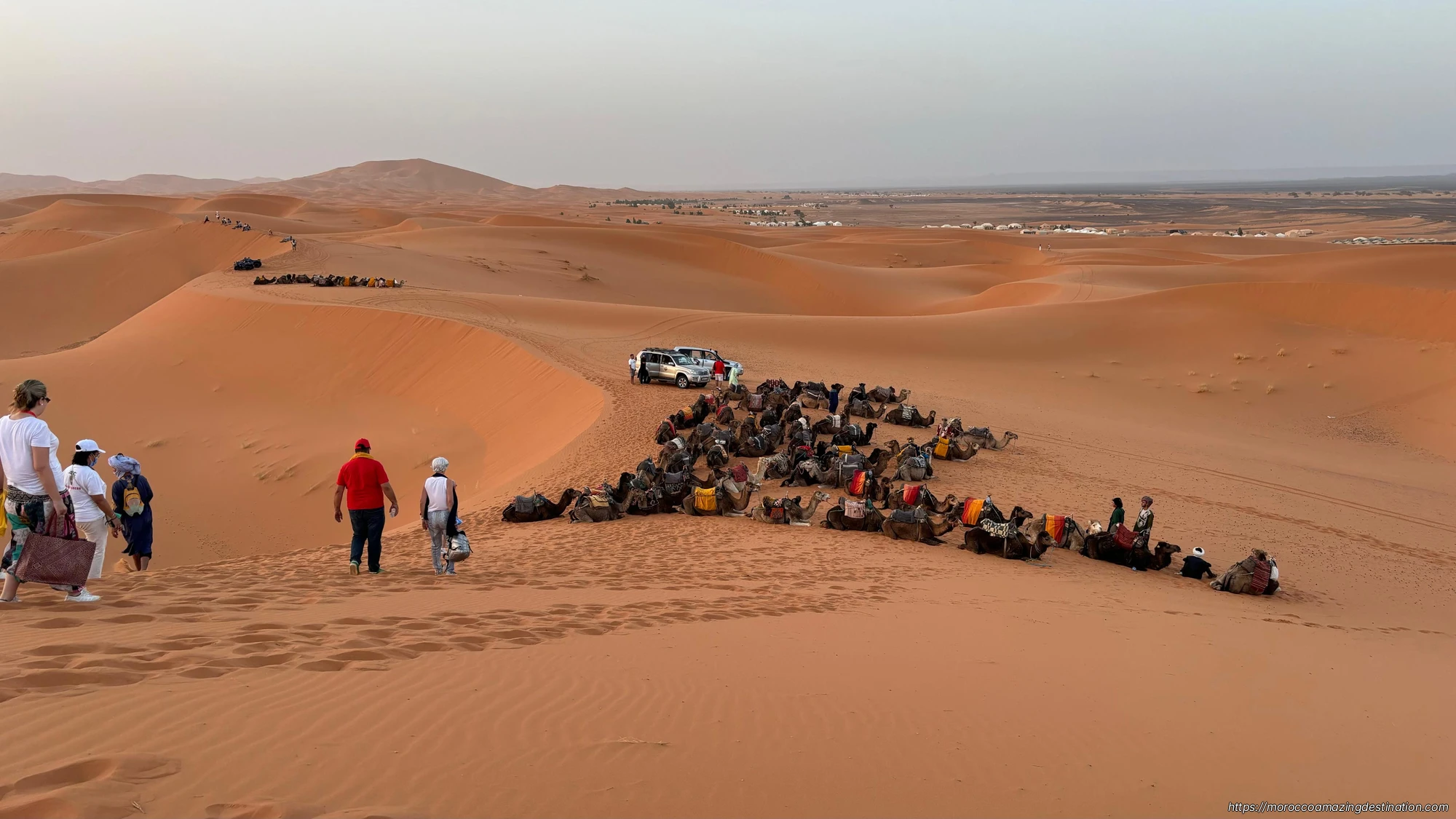 Merzouga Desert Camels