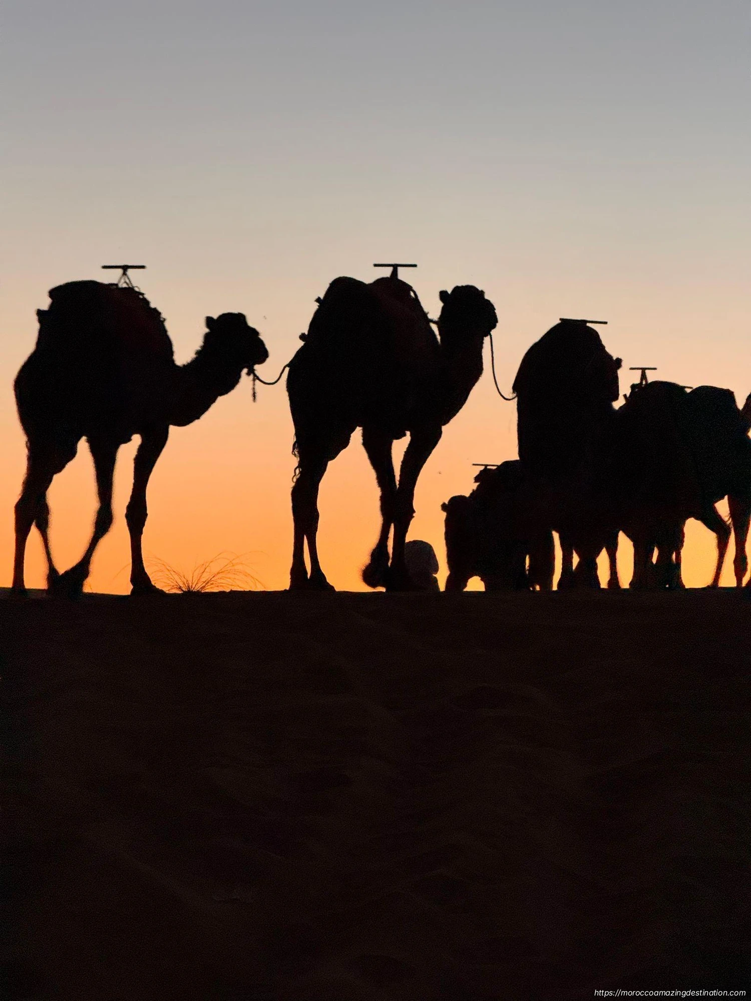 Camels in Merzouga desert