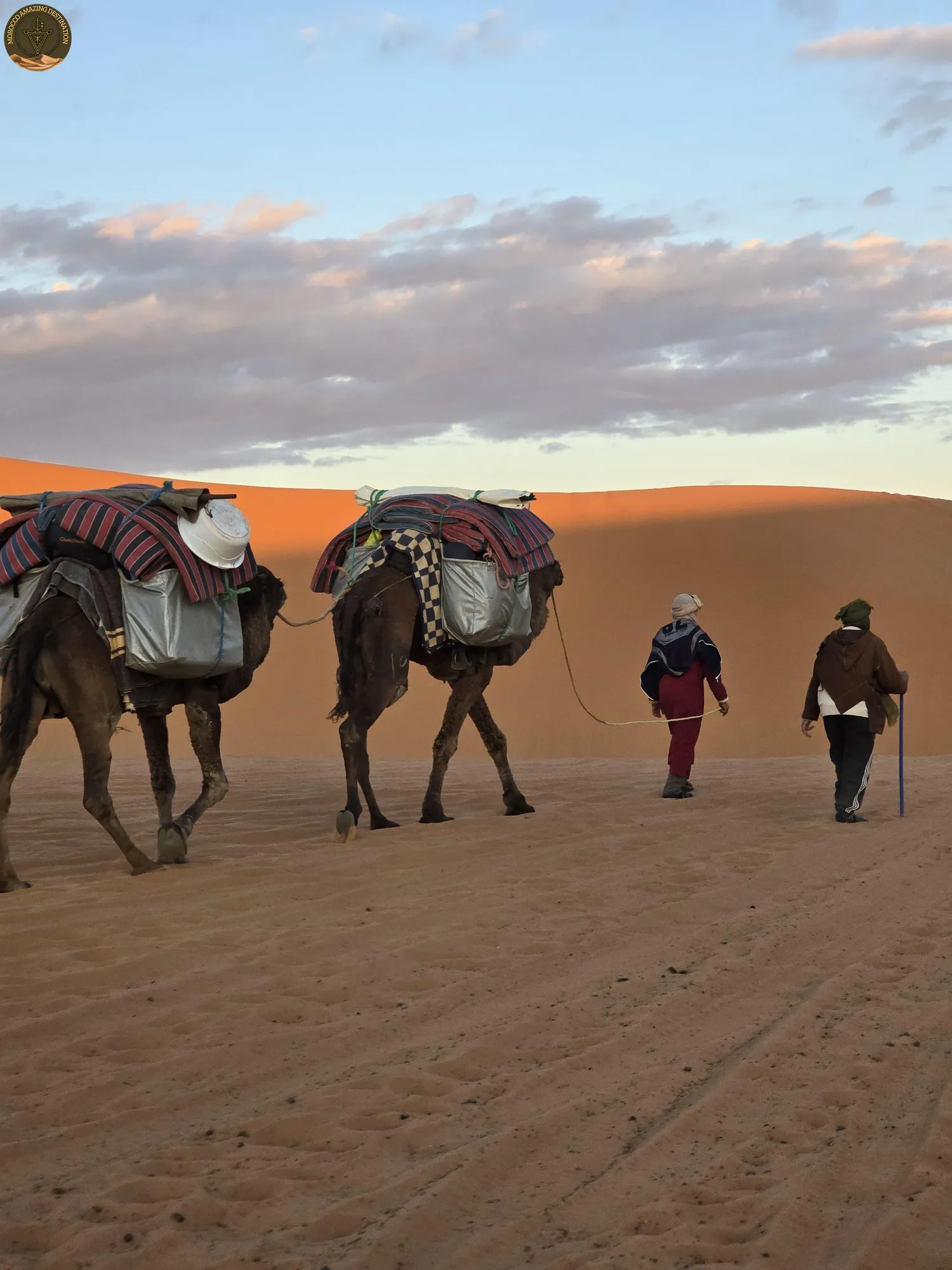Morocco Tour - Merzouga desert camels in Morocco