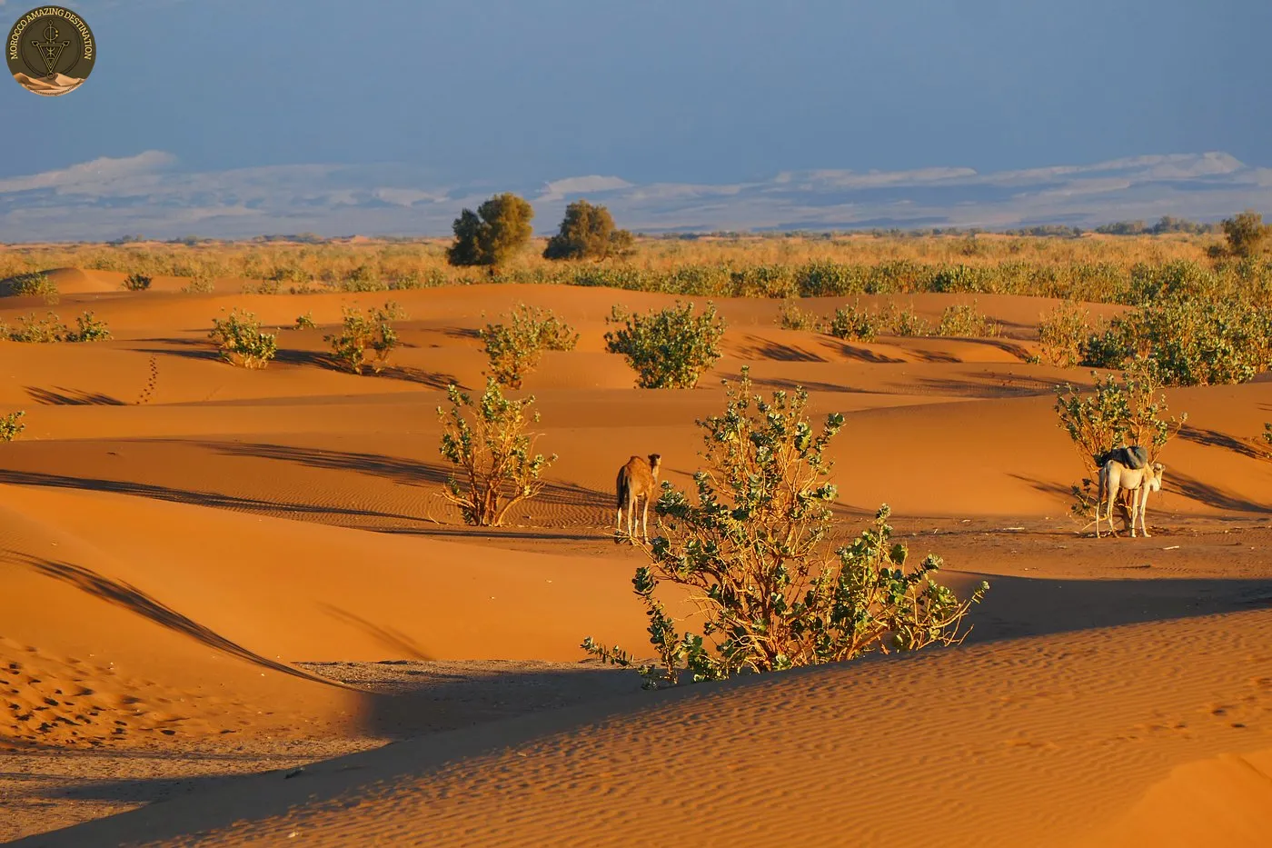Mhamid Excursion Berber: Culture, Camps & Erg Chigaga Guide