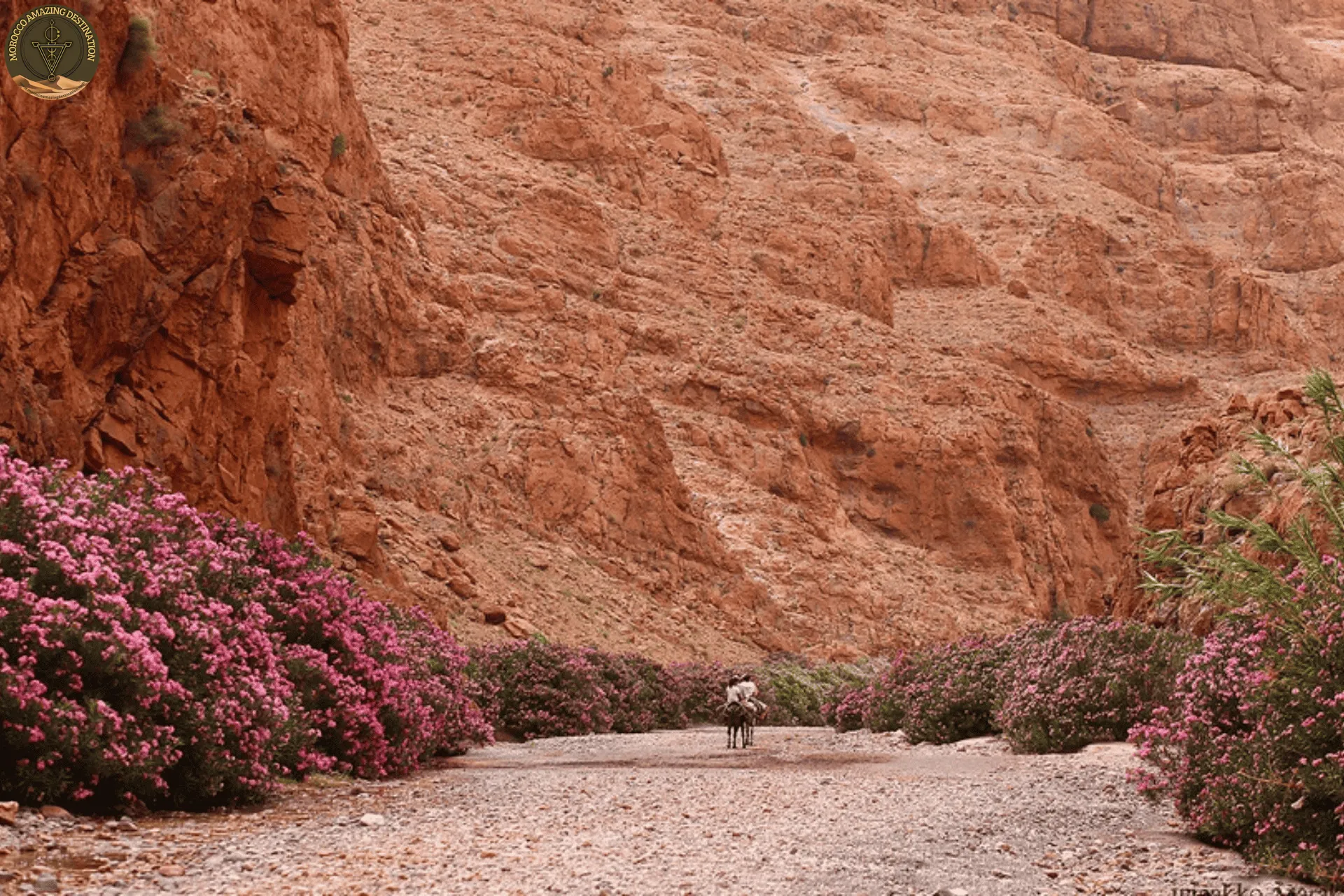 Things to Do in the Valley of the Roses Morocco: 5 Experiences