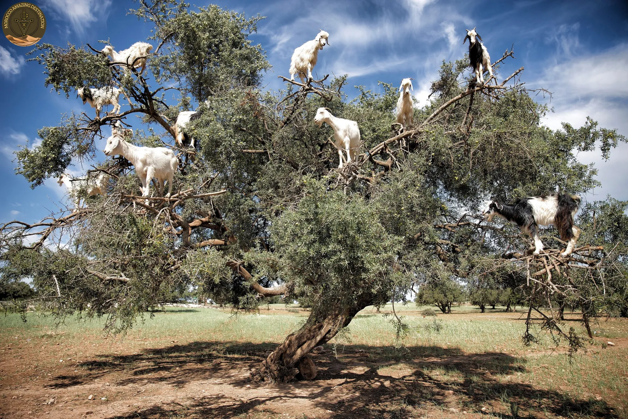 Animals in Morocco: A Complete Guide to Moroccan Wildlife